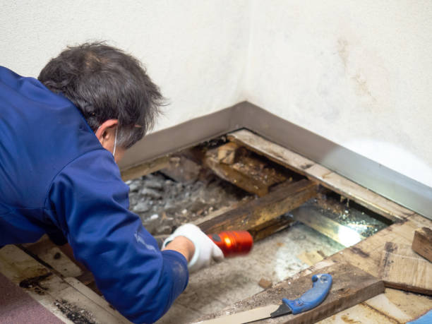 Reliable East Dubuque, IL Mold Remediation Solutions