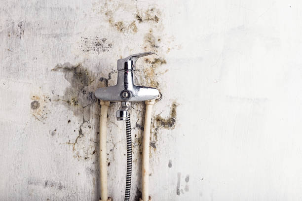 Best Mold Remediation for Schools in East Dubuque, IL