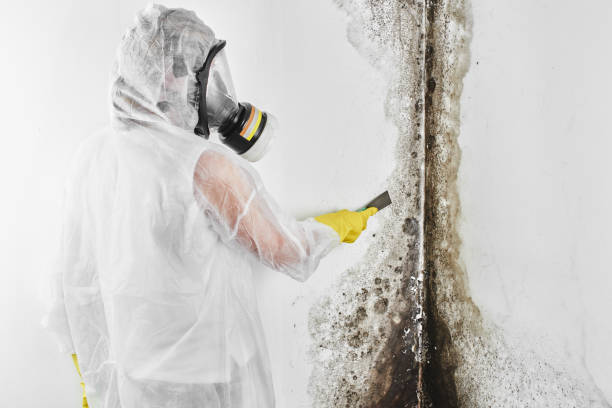 Best Post-Flood Mold Remediation in East Dubuque, IL
