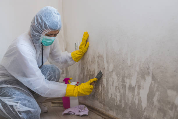 Best White Mold Remediation in East Dubuque, IL