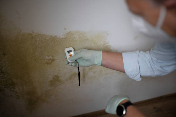 Best Commercial Mold Remediation in East Dubuque, IL