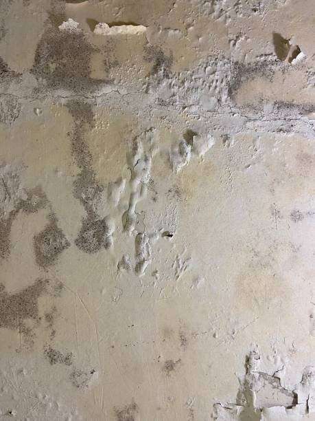 Best Residential Mold Remediation in East Dubuque, IL