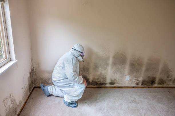 Best Mold Remediation for Specific Building Types in East Dubuque, IL