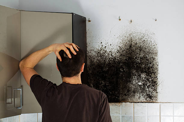 Best Emergency Mold Remediation in East Dubuque, IL