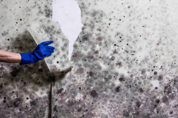 Best Health and Safety Mold Remediation in East Dubuque, IL